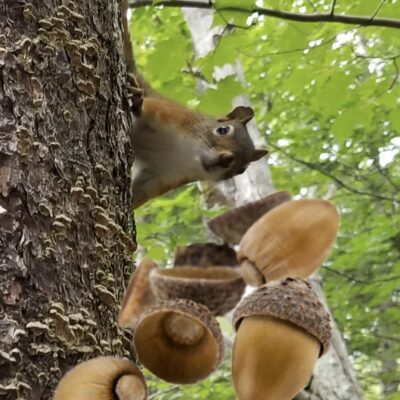 Flyin' Nutz